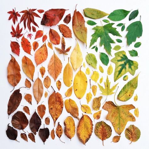 New Visually Satisfying Arrangements of Everyday Objects by Emily Blincoe - My Modern Met Have Inspiration, Pressed Flower Art, Forest School, Gcse Art, Arte Floral, Natural Forms, Leaf Art, Land Art, Everyday Objects