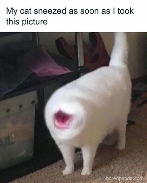 Cat Sneezing, Blurry Pictures, Silly Cats Pictures, Cat Meme, Funny Animal Jokes, Silly Animals, Funny Cat Pictures, Cat Aesthetic, Funny Cute Cats