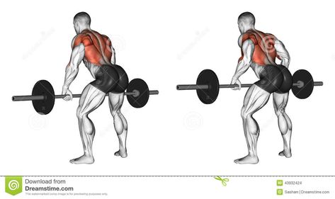 Illustration about Thrust rod, standing in the slope. Exercising for bodybuilding Target muscles are marked in red. Initial and final steps. Illustration of thrust, exercise, rhomboid - 43932424 Good Back Workouts, Barbell Row, Latissimus Dorsi, Lower Back Pain, Biceps Workout, Back And Biceps, Back Exercises, Back Workout, Workout Guide