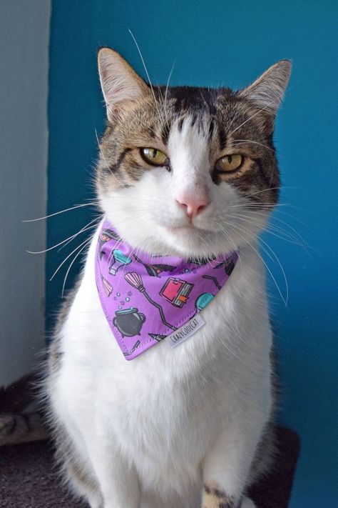 White tabby cat wearing Halloween hocus pocus bandana with snaps. Puppy Scarf, Dog Accesories, Hocus Pocus Halloween, Cat Scarf, Witch's Brew, Purple Halloween, Cat Bandana, Catnip Toys, Dog Bandanas