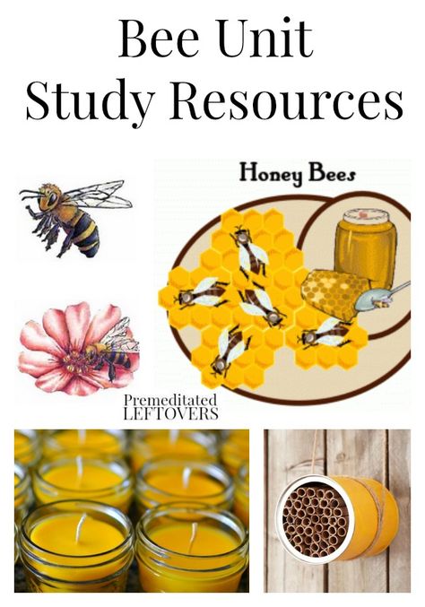 Bee Unit Study Resources including books about bees, bee crafts, educational bee videos, bee printables and bee lapbooks, and more bee resources. Tree Unit Study, Books About Trees, Bee Unit Study, Unit Study Ideas, Insect Unit, Homeschool Nature Study, Homeschool Unit Studies, Bee Activities, Bee Printables