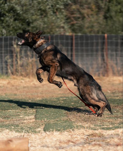 Baby German Shepherds, German Sheperd Dogs, Shepherd Dog Breeds, German Shep, Dog Poses, Belgian Malinois, Working Dogs, Service Dogs