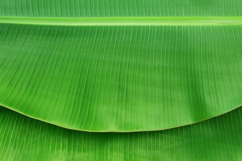 Banana Leaf Texture, Banana Leaf Background, Abstract Banana, Mason Jar Smoothie, Background Designer, Unripe Banana, Banana Leaf Art, Malaysia Food, Flower Reference