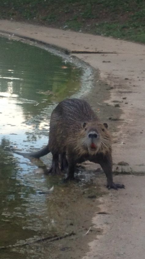 Nutria - river rat Nutria Rat, River Rat, Brown Bear, Rats, Animals