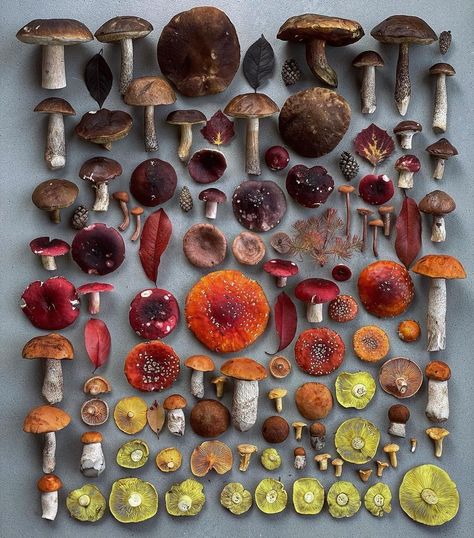 🍄𝗠𝘂𝘀𝗵𝗿𝗼𝗼𝗺 𝗠𝘂𝗻𝗱𝗼🍄’s Instagram photo: “Can you name more than two species here?! 🍄 📸 @intothewoods_mushrooms Wow. Yeah? Just wow. @intothewoods_mushrooms has some amazing…” Edible Mushrooms, Food Fantasy, Mushroom Fungi, Wild Mushrooms, Mushroom Art, Chef Recipes, Best Foods, Mother Nature, Diner