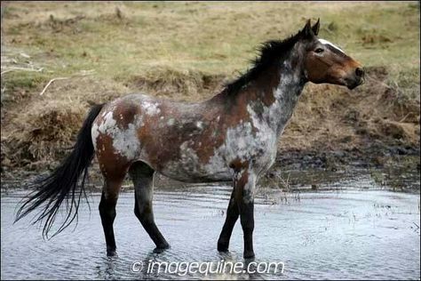 Uniquely colored appi mustang Somatic Mutation Horse, Brindle Horse, Unusual Horse, Horse Markings, Horse Coat Colors, Rare Horses, Horse Colors, Pinto Horse, Fuzzy Wuzzy