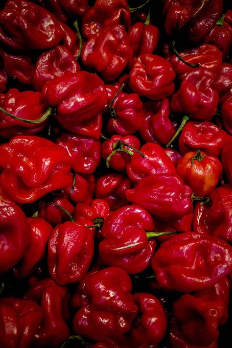 Peppers Aesthetic, Pepper Aesthetic, Types Of Chili Peppers, Cross Pollination, Habanero Chili, 5 Gallon Buckets, Fruit Shape, Hot Sauce Recipes, Red Chili Peppers