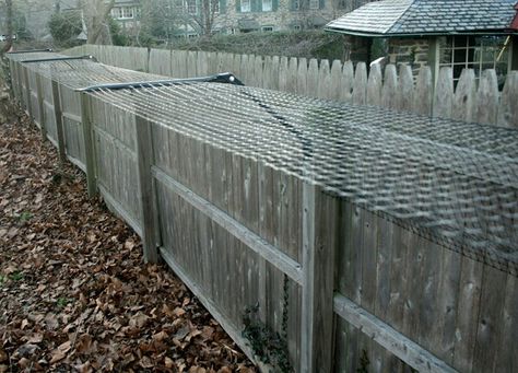 Prevent dog from jumping fence Dog Proof Fence, Kennel Ideas Outdoor, Cheap Dog Kennels, Husky Puppies For Sale, Cat Playpen, Enclosure Ideas, Cat Enclosures, Cat Fence, Outdoor Cat Enclosure