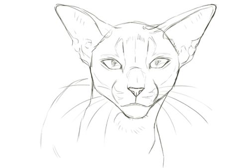 Cat Face Drawing, Cat Drawing Tutorial, Cats Art Drawing, Cat Anatomy, Warrior Cats Fan Art, Cat Body, Warrior Cat Drawings, Warrior Cat Oc, Drawing Examples