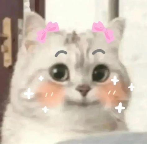 Shy Cat Reaction, Street Fighter Art, Heart Cat, Do Cute, Cat Meme, Cute Cats Photos, Twitter Profile, Funny Doodles, Cute Cat Gif