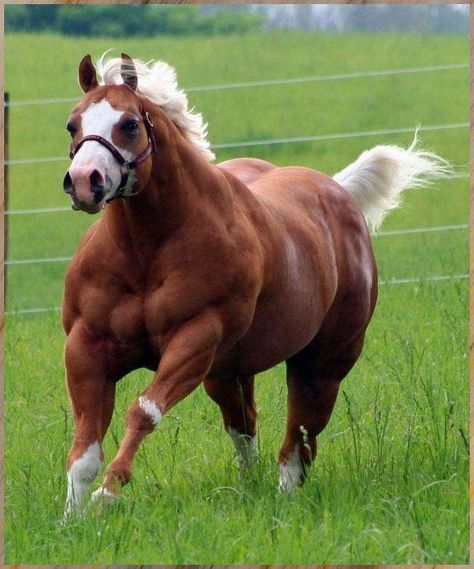 bulldog type quarter horse Palomino Horse, Most Beautiful Animals, Majestic Horse, All The Pretty Horses, Horse Crazy, Draft Horses, Pretty Horses, Quarter Horse, Horse Pictures