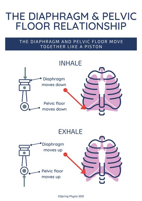 Diagram explaining pelvic floor and diaphragm relationship Pelvic Floor Pt, Body Muscle Anatomy, Pt School, Pilates Teacher Training, Physical Therapy School, Pelvic Girdle, Physical Therapy Student, Medical Mnemonics, Physical Therapy Assistant