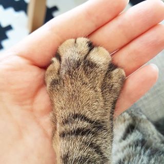 Trying to hold your cat’s hand. | 21 Slightly Odd Things All Cat Owners Are Guilty Of Cat Sneezing, Best Friends Day, National Best Friend Day, Living With Cats, Cat With Blue Eyes, Friends Day, Cat S, Weird Things, Cat Boarding