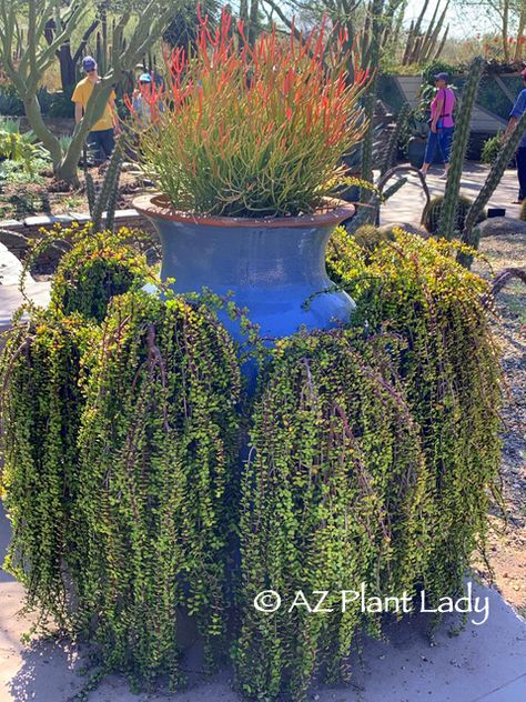 A Stroll Through a Flowering Winter's Garden - Ramblings from a Desert Garden Arizona Potted Plants, Desert Container Gardening, Arizona Landscaping, Elephant Food, Desert Gardening, Arizona Gardening, Arizona Landscape, Plant Varieties, Desert Botanical Garden