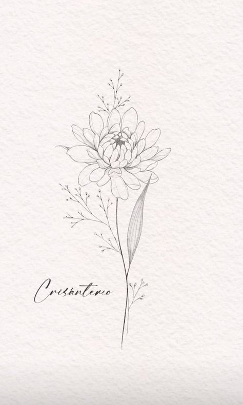 Anna K Tattoo Art, Birth Flower Tattoos Chrysanthemums, Chrysanthemums Tattoo Minimalist, Crysanthiums Flower Tattoo, Chrysanthemum With Stem Tattoo, Flow Botanical Tattoo, Crysentimum Flower Drawing, White Chrysanthemum Tattoo, Chrysanthemum Butterfly Tattoo