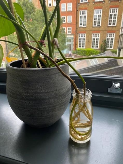 Put Your Monstera Aerial Roots in Water and See This Will Happen | Balcony Garden Web Monstera Plant Air Roots, Monstera Air Roots, Monstera Roots, Monstera Aerial Roots, Indoor Cactus Plants, Indoor Herbs, Propagate Plants, Small House Garden, Companion Planting Vegetables