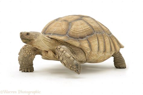 African Giant Tortoise African Tortoise, Tortoise Tattoo, Big Tortoise, Kawaii Turtle, Leopard Tortoise, Sulcata Tortoise, Giant Tortoise, Turtle Drawing, Tortoise Glasses