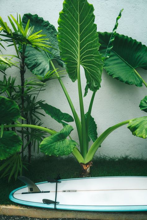 9 Plants that make your garden a Tropical Paradise - The Thrifted Planter Full Sun Tropical Garden, Bedroom With Lamps, Full Sun Tropical Plants, Florida Plants Landscaping, Tropical Ferns, Matching Lamps, Full Sun Container Plants, Tropical Garden Plants, Tropical Backyard Landscaping