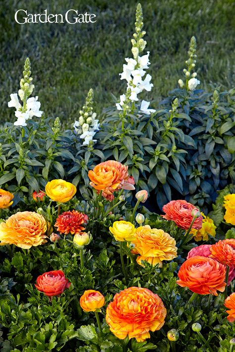 Ranaculus Flowers Garden, Ranunculus Garden Bed, Grow Ranunculus, Ranunculus Companion Plants, Raniculas Ranunculus, Ranunculus Garden, Ranunculus Asiaticus, Spring Gardens, Spring Planter