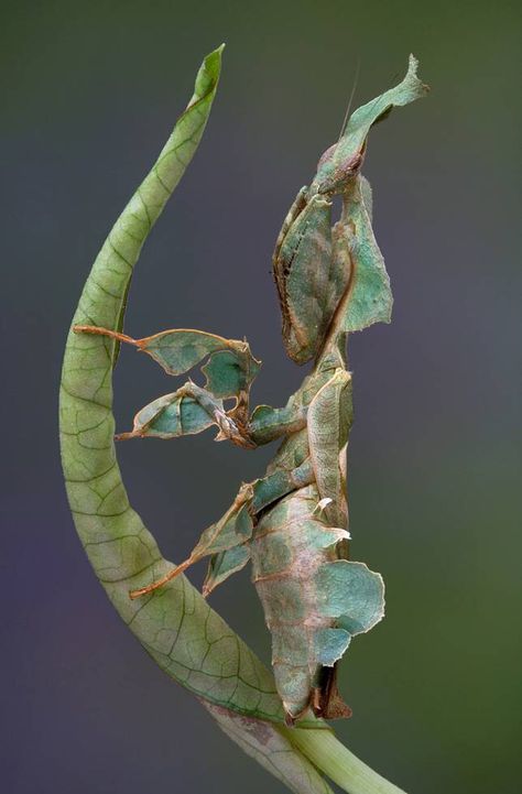 9 of the most absurd-looking mantis species | MNN - Mother Nature Network Ghost Mantis, Female Ghost, Weird Insects, Orchid Mantis, Nature Ideas, Plants Photography, Ideas For Photography, Cool Insects, Cool Bugs