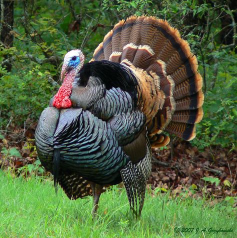 Turkey Breeds, Aesthetic Bird, Whitetail Deer Pictures, Turkey Painting, Turkey Images, Turkey Bird, Bird Facts, Turkey Art, Turkey Photos