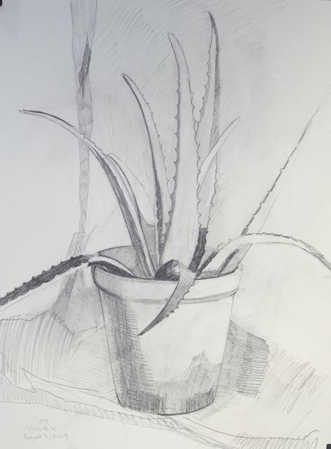 Myke Venable Aloe Vera Study 2019 graphite on paper 30x22 in. Nature Study Sketch, Nature Study Drawing Sketch, How To Draw Aloe Vera, Aloe Vera Tattoo, Aloe Vera Drawing, Environment Day Pencil Drawing, Aloe Vera Drawing Simple, Aloe Vera Plant Drawing, Painting Of Aloes