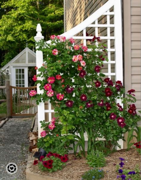 Flowering rose on a white trellis, nothing prettier in the Spring! Spring Yard Ideas, Climbing Flowers Trellis, Clematis Ideas, Trellis Bench, Shed Landscape, Roses Trellis, Trellis Gardening, Yard Trellis, Climbing Garden