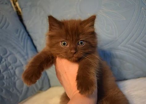 This Wisconsin breeder has begun breeding ultra rare Ragdoll colors: Cinnamon and Fawn. Cinnamon is a reddish brown color and Fawn is a dilute of cinnamon. Beautiful. Chocolate Cat, Brown Kitten, Ragdoll Kittens For Sale, Ragdoll Kittens, Dream's Cat, Kittens For Sale, Cute Small Animals, Ragdoll Kitten, Puppies And Kitties