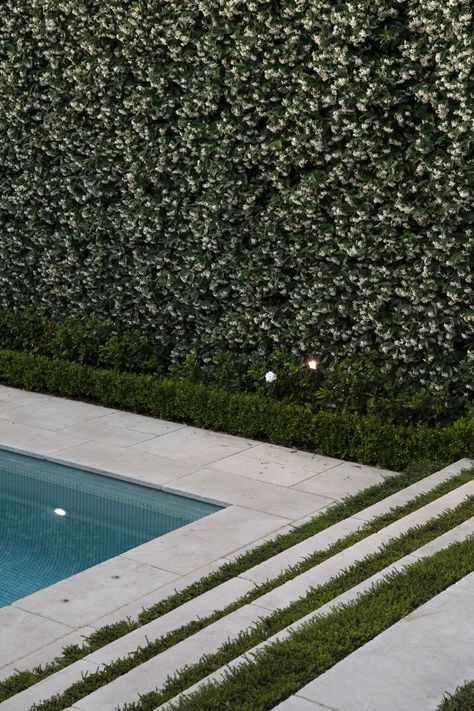 Step details, buxus hedging and star jasmine wall Jasmine Along Fence, Star Of Jasmine Wall, Jasmine Hedge Fence, Star Jasmine Hedge, Pool Hedge Landscaping, Jasmine Garden Ideas, Star Jasmine Fence, Star Jasmine Wall, Jasmine Fence