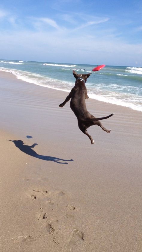 ♥ Frisbee Dog, Dog Information, Dog Beach, Summer Memories, Pet Hacks, Cute Creatures, Summer Photography, Dog Photos, Mans Best Friend