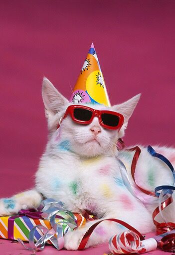 Cat with colored spots wearing sunglasses & birthday hat Cat Birthday Memes, Happy Birthday Meme, Beanie Boo, Wearing Sunglasses, Birthday Meme, Cat Birthday, Funny Happy, Happy Birthday Images, Party Hat