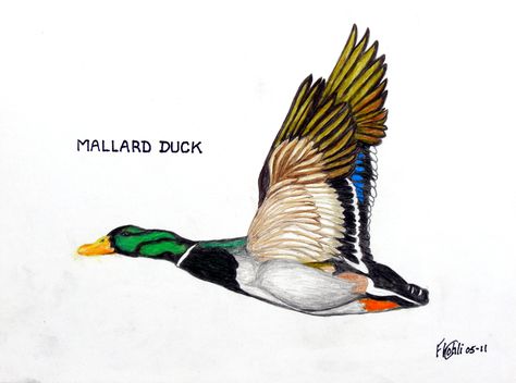 Pen and colored pencil drawing of a flying Mallard Duck. For prints, go to: http://frederic-kohli.artistwebsites.com. Mallard Duck Tattoos, Mallard Duck Drawing, Mallard Duck Drawing Sketches, Duck Drawings, Watercolor Mallard Duck, Mallard Duck Painting, Flying Bird Drawing, Flying Ducks, Fly Drawing