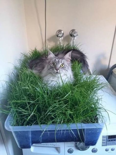 Indoor Cat Garden, Katt Diy, Chat Diy, Cat Garden, Cat Tower, Cat Room, Indoor Cat, Cat Diy, Cat Care