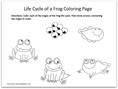 Frog Coloring Pages and Learning Activities- Life Cycle of a Frog Coloring Page Lifecycle Of A Frog Craft, Frog Life Cycle Coloring Page, Free Frog Life Cycle Printable, Lifecycle Of A Frog Activities, Fish Life Cycle, Frog Life Cycle Craft, Frogs Preschool, Life Cycles Preschool, Childminding Ideas