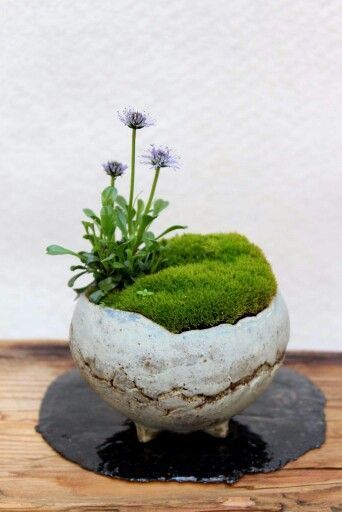 Moss Indoors, Accent Plants, Moss Planter, Wabi Kusa, Arreglos Ikebana, Handmade Ceramic Planters, Dish Garden, Moss Garden, Indoor Gardens