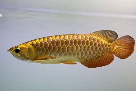 Arwana Fish, Arowana Fish, Dragon Fish, Wild Animals Photography, Lucky Wallpaper, Beaded Pillow, Cool Fish, Custom Tanks, Fish Species