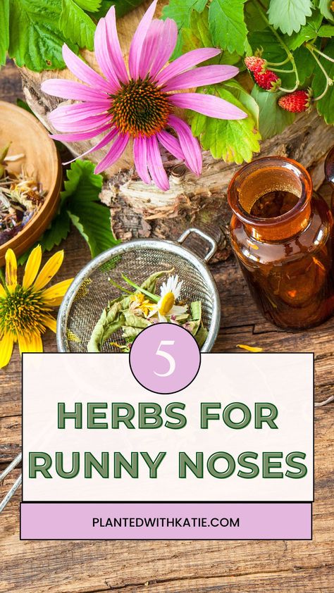 5 Herbs To Stop Runny Nose Natural Remedies For Runny Nose, Herbs For Runny Nose, Get Rid Of Congestion Fast, How To Stop A Runny Nose, Oils For Runny Nose, Runny Nose Remedy, Natural Nasal Decongestant, Remedies For Congestion, Home Remedies For Congestion