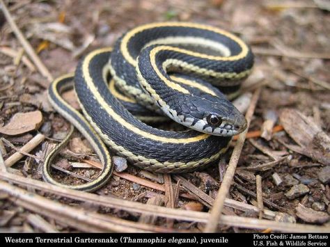 garter snake pictures - Google Search Kill Ants Naturally, Snake Facts, Garden Snakes, Cool Snakes, Garter Snake, Snake Shedding, Rid Of Ants, Get Rid Of Ants, Snake Venom