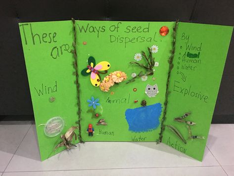 Seed Dispersal Method Seed Dispersal Project, Seed Dispersal Activity, Save Water Drawing, Interactive Lapbooks, Eco Club, Seed Dispersal, Plants Unit, The Tiny Seed, Teacher Craft