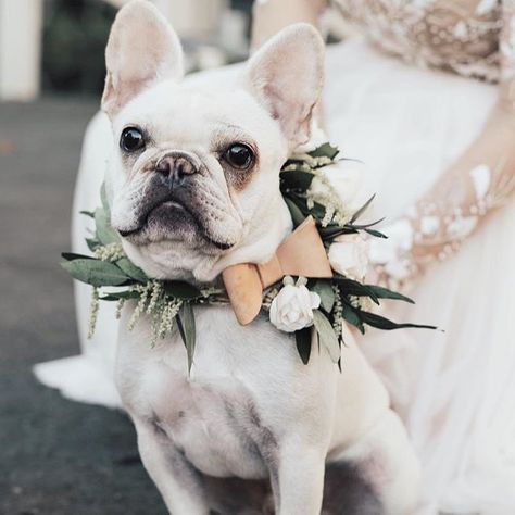 Wedding Dog Collar, Handmade Photo Frames, Peter Blake, Cream Outfits, Flower Dog, Dog Flower Collar, Wedding Pets, Bow Collar, Light Brown Leather