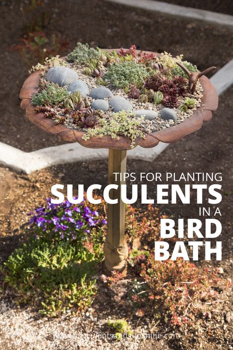 Succulents are a great fit for a bird bath! See how to make sure they thrive with this post! Bird Bath Planter, How To Water Succulents, Succulent Landscape Design, Succulent Landscaping, Perennial Flowers, Desert Living, Bird Bath Garden, Propagating Succulents, Types Of Succulents