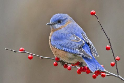 Male bluebird on berry branch | Cheryl Rose | Flickr Berry Branch, Blue Bird Art, Winter Bird, Bird On Branch, Funny Birds, Bird Pictures, Pretty Birds, Bird Illustration, Watercolor Bird