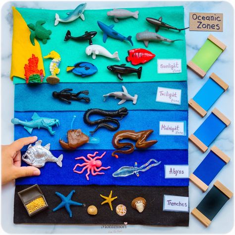 *Oceanic-Zones-Felts-SafariLTD_Sorting Activity_Ocean_Layers_MFTH Layers Of The Ocean, Ocean Zones, Pre Writing Activities, Stem Crafts, Rainbow Painting, Ocean Crafts, Sorting Activities, Ocean Creatures, Ocean Themes