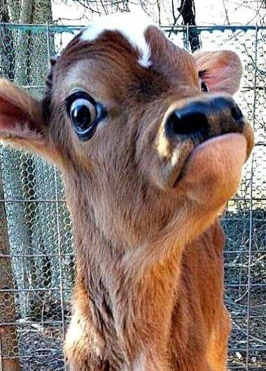 Baby Cow, Cowboy Cowgirl, For Love, Cow, Cowboy, Memes, Animals