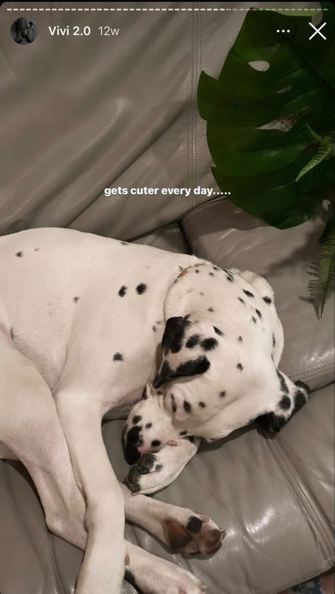 Instagram Dog Story, Dogs Captions Instagram Cute, Dog Captions For Insta, Dog Instagram Captions, Dog Foto, Story Tips, Dog Instagram, Dog Accesories, Pet Pictures