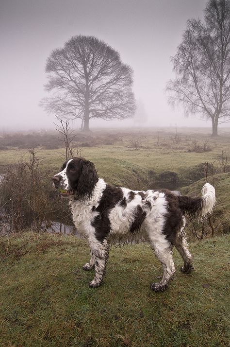 Springer English Springer Spaniel Hunting, Cave Canem, Handsome Dog, Springer Spaniel Puppies, Digging Holes, Springer Spaniels, Spaniel Puppies, English Springer, Adorable Dogs