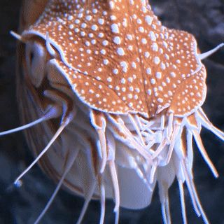 Nautilus Aesthetic, Nautilus Animal, Eldritch Knight, Chambered Nautilus, Walking With Dinosaurs, Beautiful Ceramics, Living Fossil, Oc Board, Molluscs