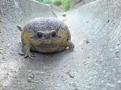 grumpy giant rain frog African Rain Frog, Frog Core, African Frogs, Rain Frogs, Poor Life, Rain Frog, Angry Animals, Amazing Frog, Pet Frogs