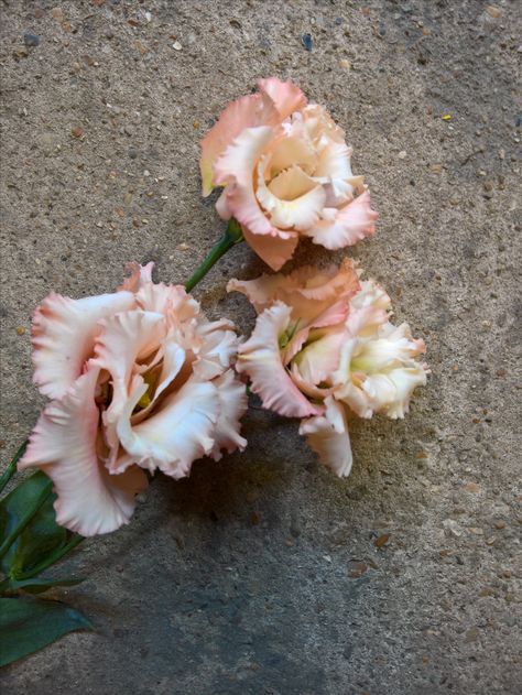 Lisianthus Alissa Apricot Apricot Lisianthus, Apricot Blush, Tim And Faith, Coventry University, University Graduation, 2022 Wedding, Winter Flowers, Wedding Mood Board, Wedding Mood