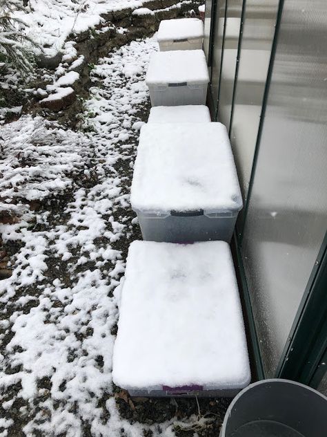 Clear plastic bins used as makeshift cold frames, when space in the greenhouse ran out!   |   Bonney Lassie: Seed Starting — 2018 Plastic Bin Greenhouse, What Seeds Need Cold Stratification, Recycled Window Cold Frame, Greenhouse Evaporative Cooler, Plant Protection From Frost, Greenhouse In Winter Snow, Plastic Bin, Cold Frames, Plastic Bins